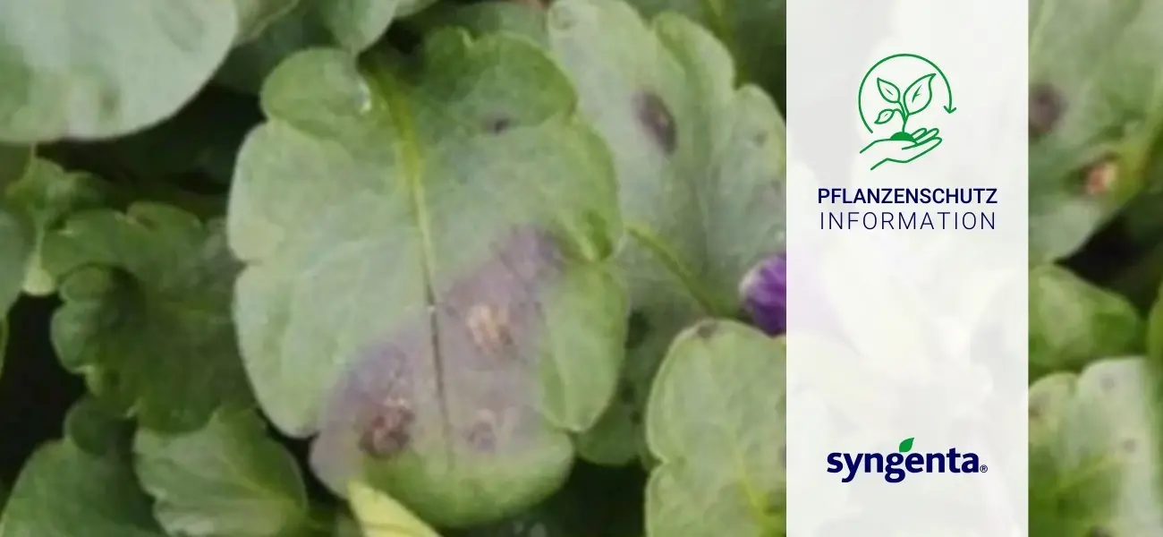 Pflanzenschutz Information Syngenta Blattfleckenkrankheiten Frühjahrsblühern GBC Österreich