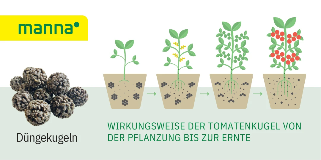 Hauert Manna Tomaten-und Gemüsekugeln Infografik,Düngekugeln erhältlich bei GBC Österreich