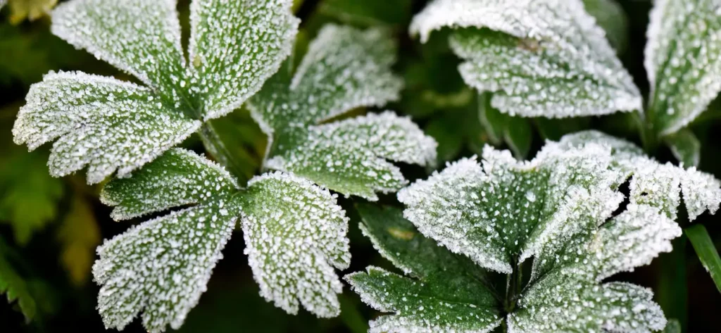 Effizienter Winterschutz für Pflanzen mit Toptex® Winterschutzvlies erhältlich bei GBC Österreich inklusive Winteraktion mit Mengenrabatten