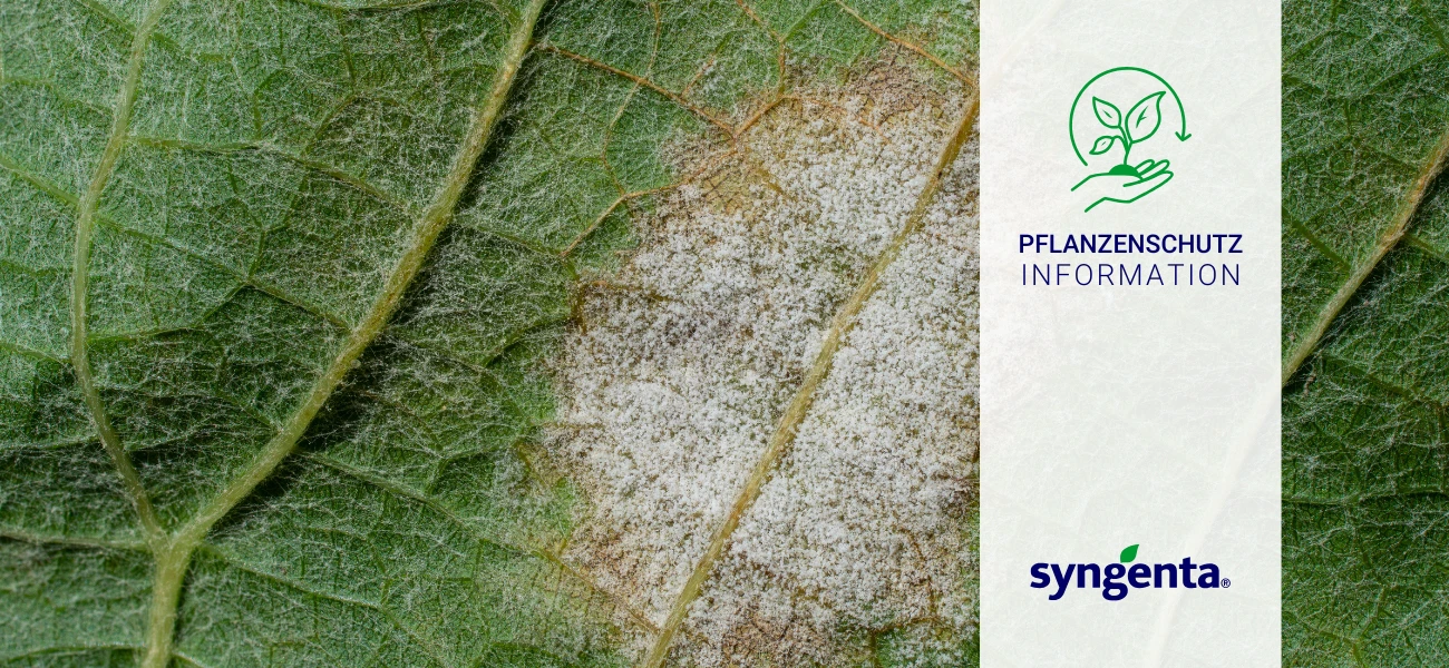 Falscher Mehltau an Frühjahrsstauden – jetzt vorbeugen und Bestände schützen - GBC Österreich