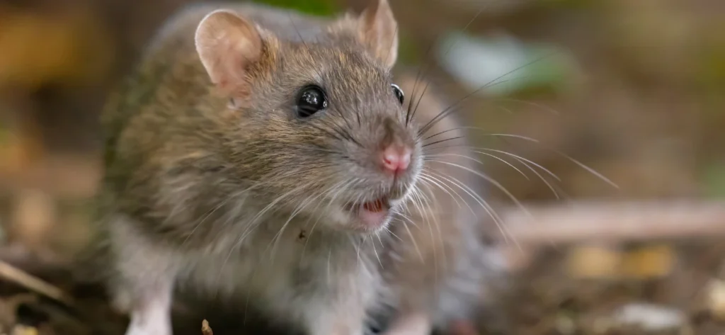 Wichtige Info zu Nagerködern GBC Österreich