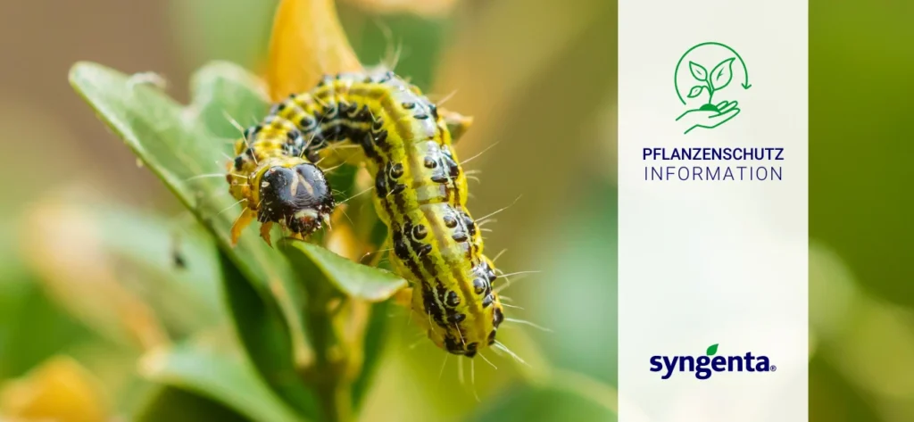 20240527 SYNGENTA Pflanzenschutz Info Buchsbaumzünsler