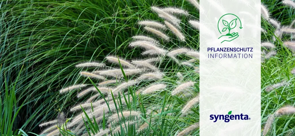 Blog Pflanzenschutz Syngenta Primo Maxx Ziergräser GBC Österreich